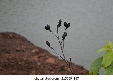 Black Cardamom Rare Plant Nature Environment Stock Photo 2150394187 ...