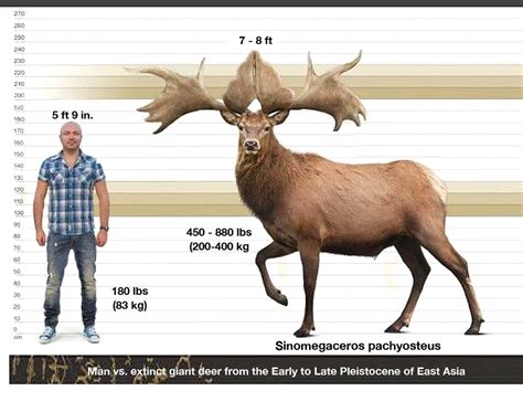 Megaloceros Size Comparison