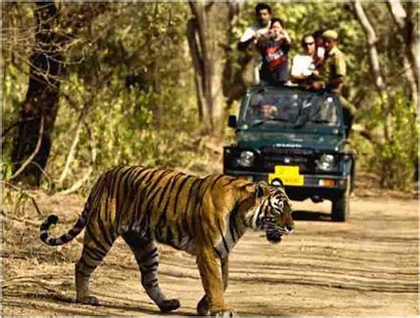 Jim Corbett national park - A complete travel Guide - Weekend Thrill