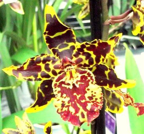 Moth Orchid Color Varieties - HubPages