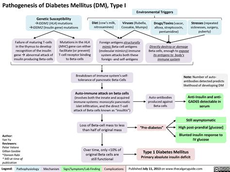 Pathogenesis of Diabetes Mellitus (DM), Type I | Calgary Guide