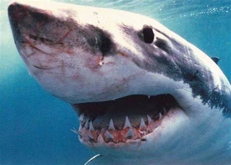 Great White Shark 3 | Photo from: web.hcsps.sa.edu.au uglyov… | Flickr