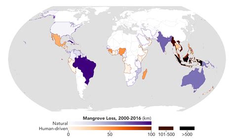 Mangrove Forests Map