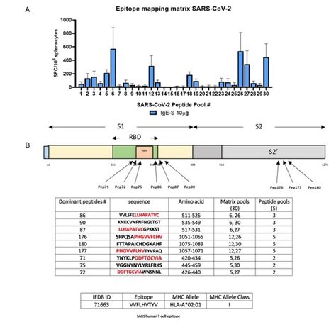 T cell epitope mapping after INO-4800 administration to BALB/c mice.... | Download Scientific ...