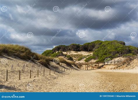 Sand Dune Regeneration Reserve on the Beach of Cala Mesquida Majorca ...