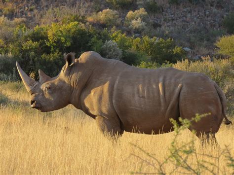 Rhino Hunt South Africa US$39,500 | AfricaHunting.com