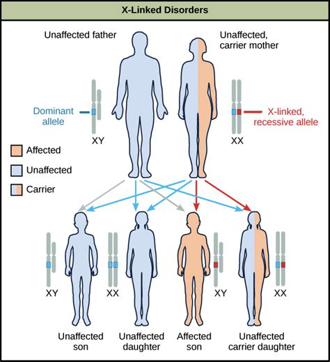 X chromosome inactivation mosaicism syndrome – Telegraph