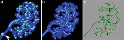 Skeletonization of ureteric epithelium. ( a – c ) Representative images... | Download Scientific ...