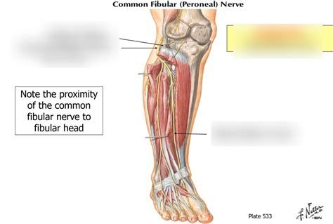 Common fibular (Peroneal) nerve Diagram | Quizlet