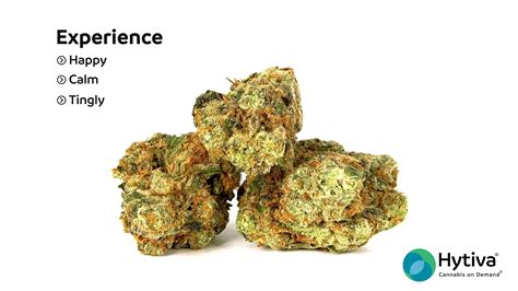 Lee Roy TK Strain Indica Cannabis Video, THC, Terpenes, 46% OFF