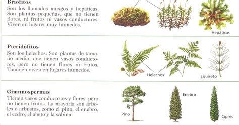 cienciassexto2016: REINO VEGETAL NUTRICIÓN VEGETAL