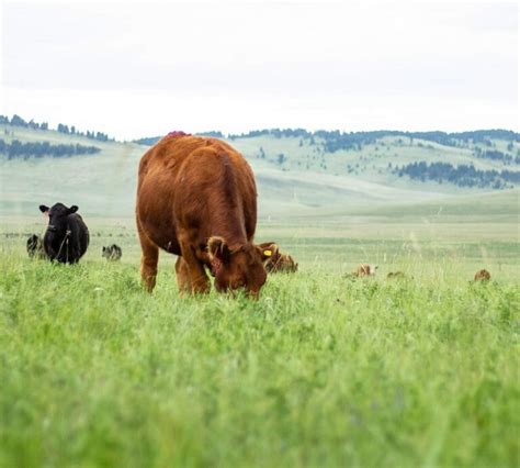 Forage Species - BeefResearch.ca