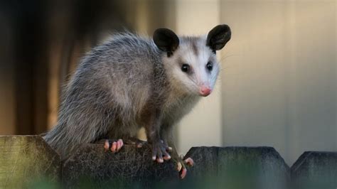 Billy Possum: President Taft's Answer to the Teddy Bear | Mental Floss