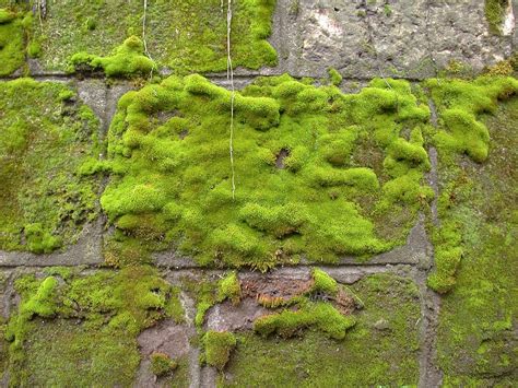 Musgo Pared Verde - Foto gratis en Pixabay - Pixabay