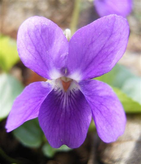 Edible+Flowers+Sweet+Violet+Queen+Charlotte+Viola+Odorata+-+50+Seeds | Edible wild plants ...