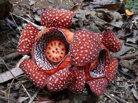 Rafflesia panchoana (syn. R. manillana, R. lagascae), j Rafflesia is a ...