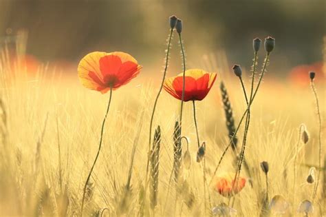 Premium Photo | Poppy in the field at sunset