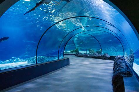 Aquarium Tunnel Free Stock Photo - Public Domain Pictures