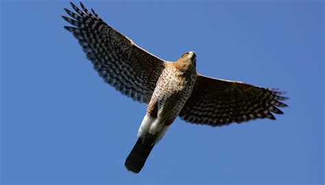 Hawks - Wild Birds Unlimited | Wild Birds Unlimited