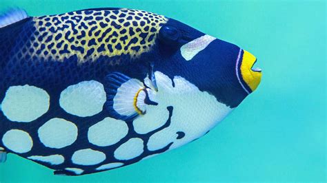 The Most Beautiful Fish in the Coral Reef - Scuba.com