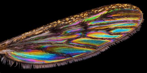 Mosquito wing (Culiseta annulata) | Nikon’s Small World