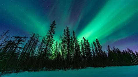 Northern Lights over the boreal forest in Northern Alberta, canada, winter, snow, landscape ...