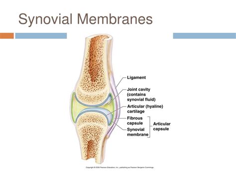 PPT - Classification of Body Membranes PowerPoint Presentation, free download - ID:1452565