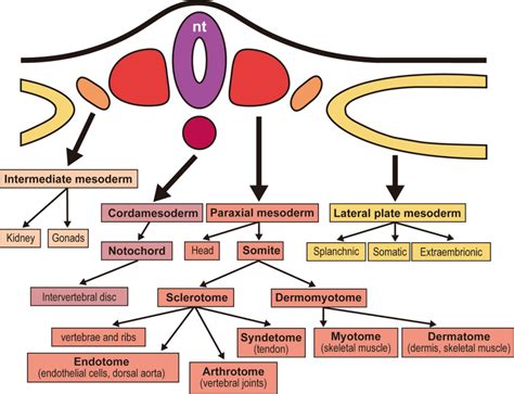 Embryologic Sclerotome Vs Dermatome Patterns - Dermatomes Chart and Map