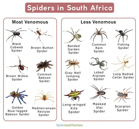 Types of Spiders in South Africa: List with Pictures