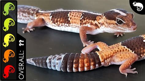 African Fat-tailed Gecko, The Best Pet Lizard? - Your Pets Magazine