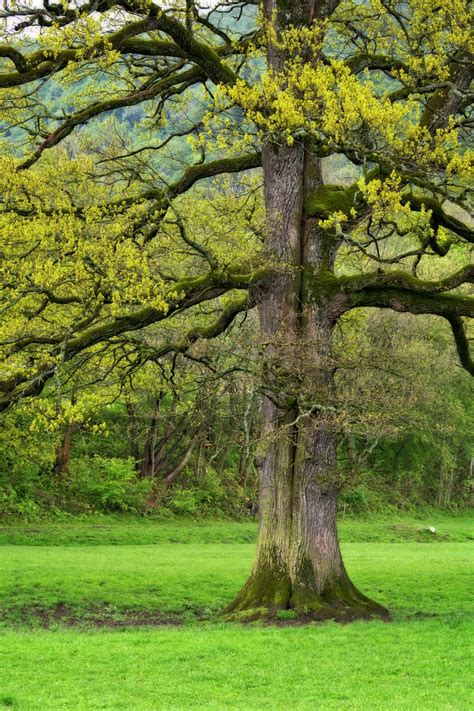 Free Images : tree, nature, forest, branch, meadow, leaf, flower, trunk, bark, log, spring ...