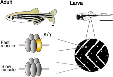 Zebrafish mutants of the neuromuscular junction: swimming in the gene ...