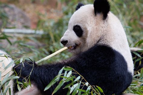 1999–2017: Pandas to Present - Zoo Atlanta