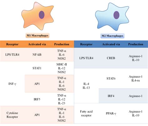 Macrophages polarization comparing M1 and M2 signal pathways. The ...