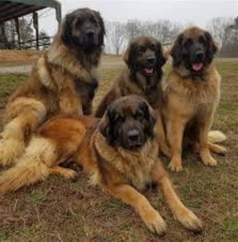 38 Top Images Leonberger Puppies For Sale Ny - Leonberger Puppies For Sale Petfinder | cheap ...