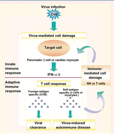 80 Types of Autoimmune Diseases | HubPages