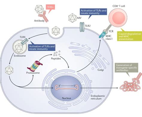 【高分综述解读】Nature子刊：高光坪教授详述基因治疗明星载体腺相关病毒 - 知乎