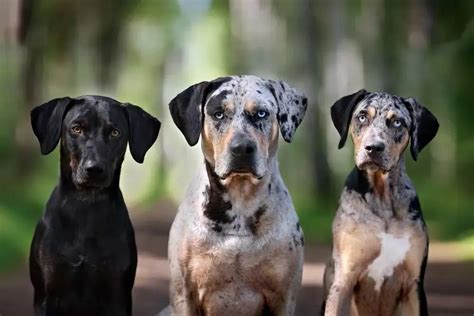 All About The Catahoula Leopard Dog: A Unique and Loyal Breed ...