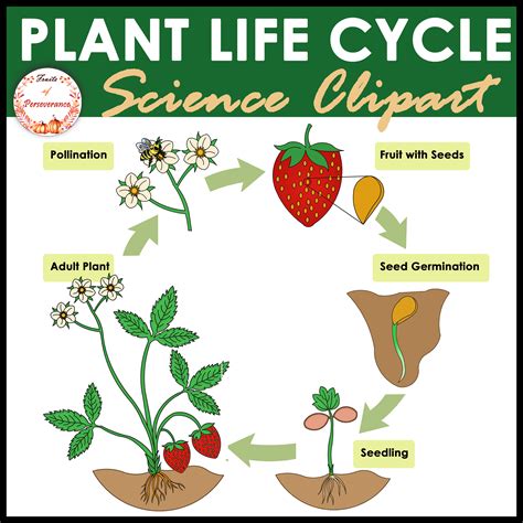 Flowering Plant Life Cycle Clipart FREEBIE | Made By Teachers