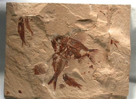 Cretaceous Lebanese Fossil Fish Death assemblage