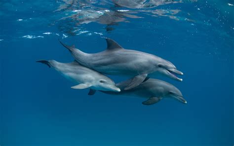 Scarica sfondi i delfini, mare, mondo sottomarino, branco di delfini, mammiferi, i delfini sott ...