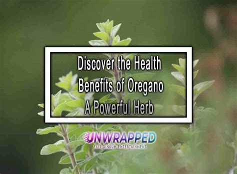 Discover the Health Benefits of Oregano A Powerful Herb