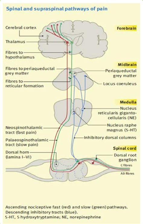 Spinal and Supra spinal pathways of Pain. | Download Scientific Diagram