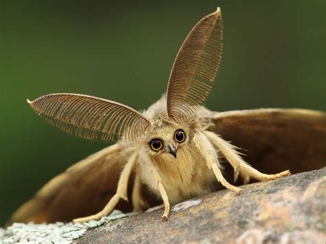 Owl Moth - image - HybridAnimals - Reddit