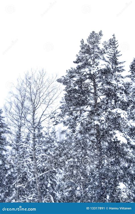 Snow falling trees stock image. Image of cold, snowy - 13317891