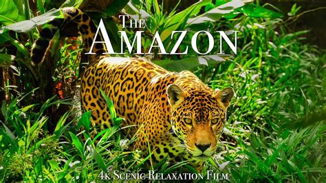 The Amazon 4K - Scenic Wildlife Film With Calming Music - YouTube