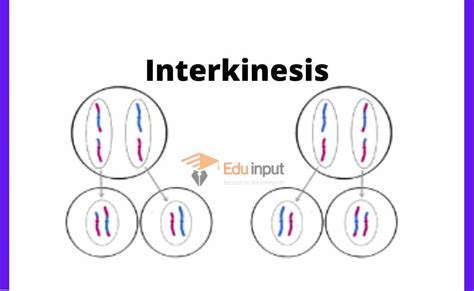 Meiosis Interkinesis