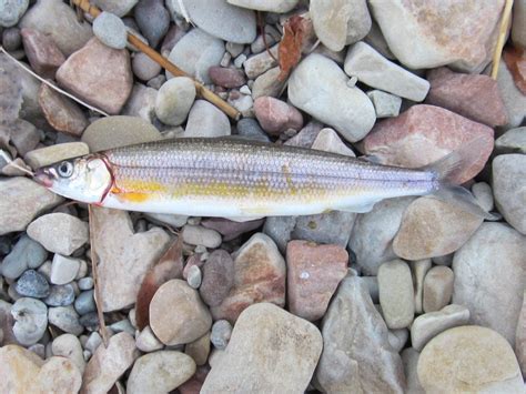 Cisco's Landing @ Bear Lake: Cisco Fishing