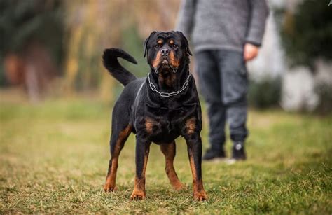 Best Rottweiler Names: Over 500 Ideas For A Rottie | My Pet's Name