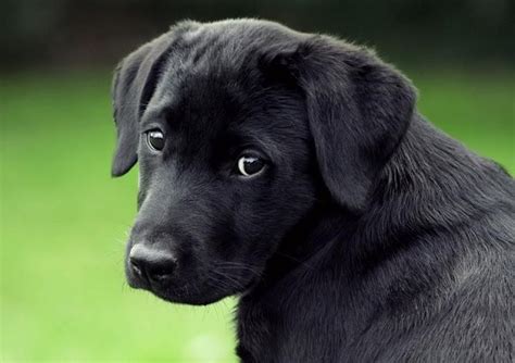 Dark black dog and with black eyes image-follow the pic for more awww ...